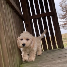 Goldendoodle Puppy Ginger