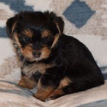 Yorkshire Terrier Puppy Rae