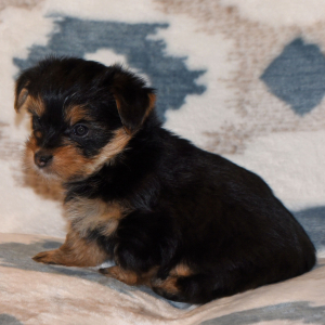 Yorkshire Terrier Puppy Rae