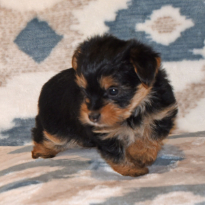 Yorkshire Terrier Puppy Rae