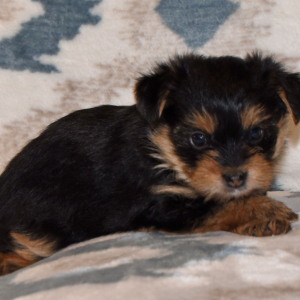 Yorkshire Terrier Puppy Rae