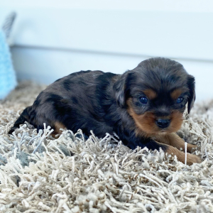 Cavalier King Charles Spaniel Puppy Caleb