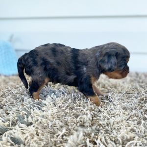 Cavalier King Charles Spaniel Puppy Caleb