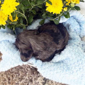 Cavalier King Charles Spaniel Puppy Caleb