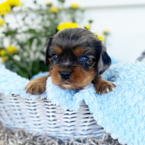 Cavalier King Charles Spaniel Puppy Caleb