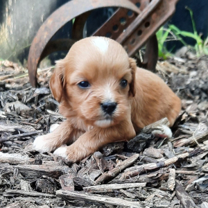 Cavapoo Puppy Ruby