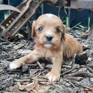Cavapoo Puppy Ruby