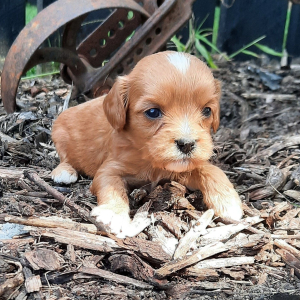 Cavapoo Puppy Ruby