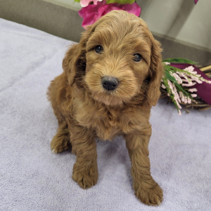 Goldendoodle Puppy Paxton