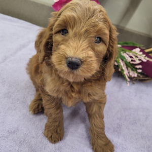 Goldendoodle Puppy Paxton