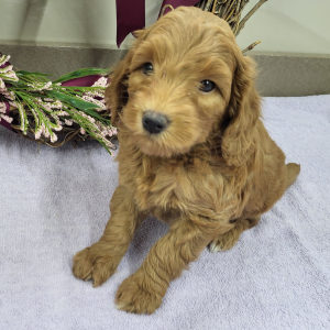 Goldendoodle Puppy Paxton