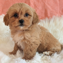 Peekapoo Puppy Belle
