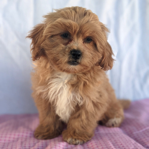 Peekapoo Puppy Belle