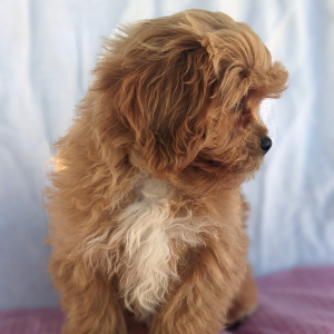 Peekapoo Puppy Belle