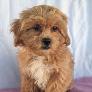 Peekapoo Puppy Belle