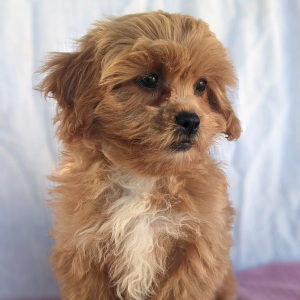 Peekapoo Puppy Belle