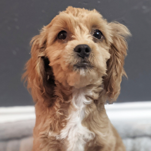 Peekapoo Puppy Belle