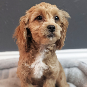 Peekapoo Puppy Belle