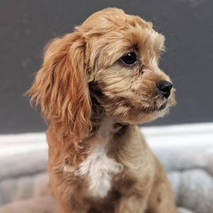 Peekapoo Puppy Belle