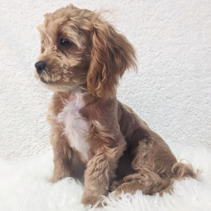 Peekapoo Puppy Belle