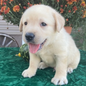 Labrador Retriever Puppy Shadrack