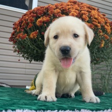Labrador Retriever Puppy Shadrack