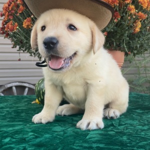 Labrador Retriever Puppy Shadrack