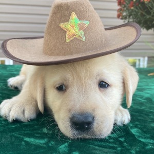 Labrador Retriever Puppy Shadrack