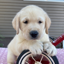 Labrador Retriever Puppy Shadrack