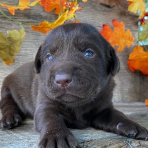 Labrador Retriever Puppy Timmy