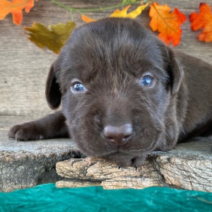 Labrador Retriever Puppy Timmy