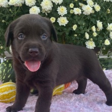 Labrador Retriever Puppy Timmy