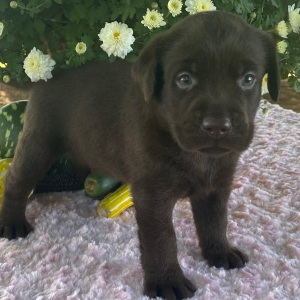 Labrador Retriever Puppy Timmy