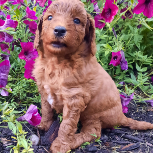 Poodle Puppy Janessa