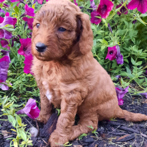 Poodle Puppy Janessa