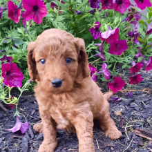 Poodle Puppy Janessa