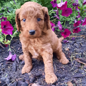Poodle Puppy Janessa