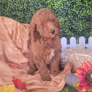 Poodle Puppy Janessa