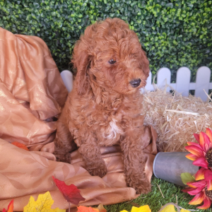 Poodle Puppy Janessa