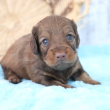 Dachshund Puppy Dottie