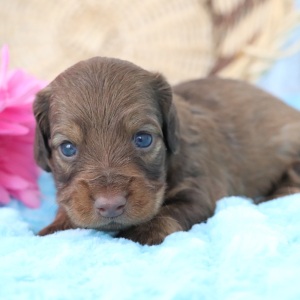 Dachshund Puppy Dottie