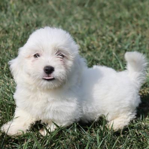 Coton de Tulear Puppy Lacey