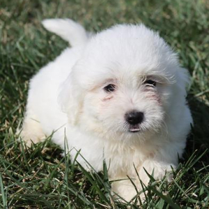 Coton de Tulear Puppy Lacey