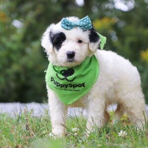 Portuguese Water Dog Puppy Norah