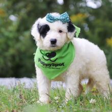 Portuguese Water Dog Puppy Norah