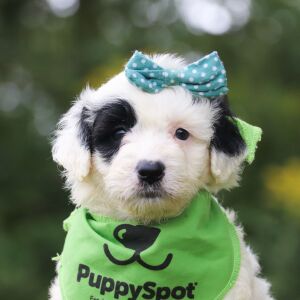 Portuguese Water Dog Puppy Norah