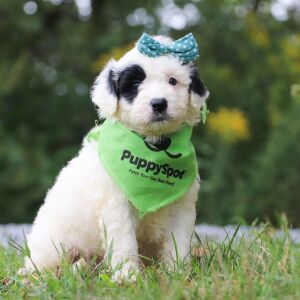Portuguese Water Dog Puppy Norah