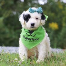 Portuguese Water Dog Puppy Norah