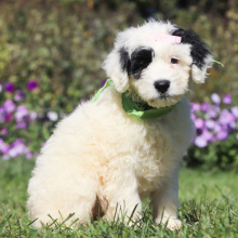 Portuguese Water Dog Puppy Norah