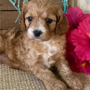 Cavapoo Puppy Skye